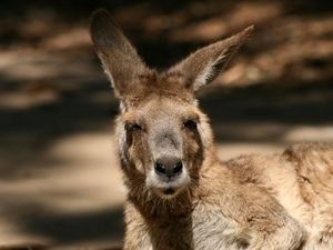 Dreamworld - wybieg kangurów