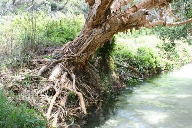 Drzewo papierowe nad Eli Creek