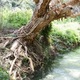 Drzewo papierowe nad Eli Creek