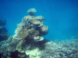 Nurkowanie na Wielkiej Rafie Koralowej