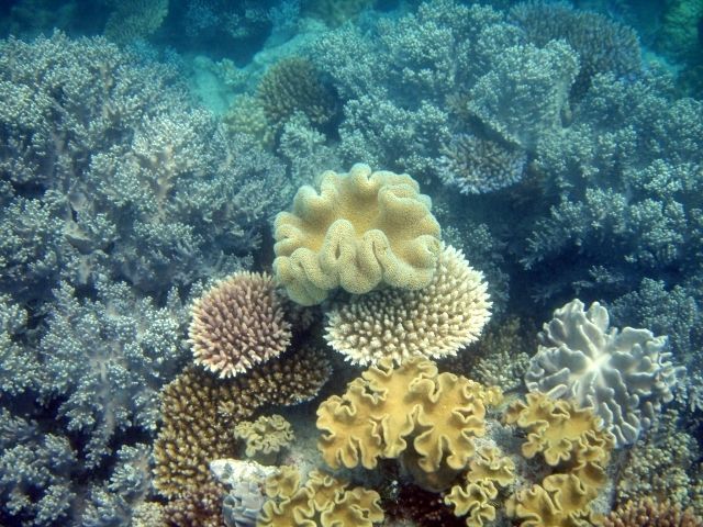 Nurkowanie na Wielkiej Rafie Koralowej
