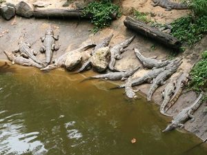 krokodylki w Koala Gardens