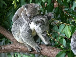 Misie! Koala Gardens