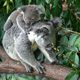 Misie! Koala Gardens