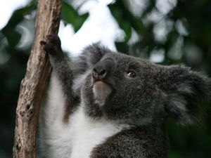 Misiu! Koala Gardens