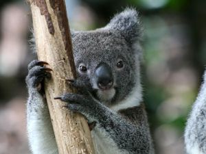 Misia w Koala Gardens
