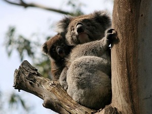 dzikie Misie na Cape Otway