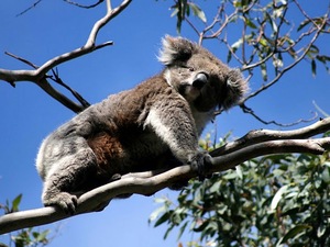 dzikie Misie na Cape Otway