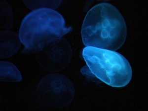 meduzy w Sydney Aquarium