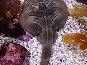 Płaszczka - Sydney Aquarium