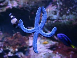 Sydney Aquarium
