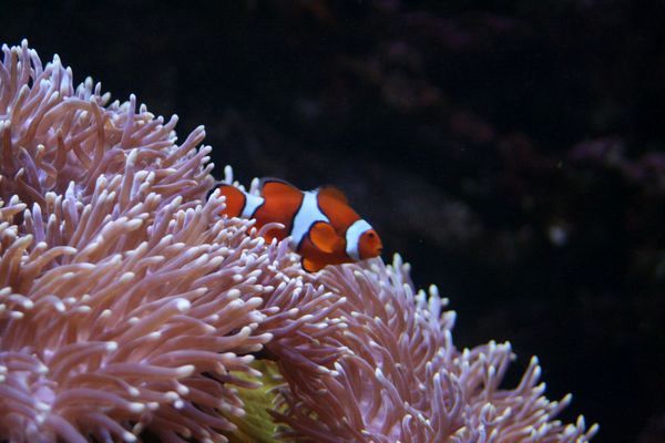 Tu jest Nemo!