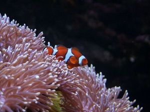 Tu jest Nemo!