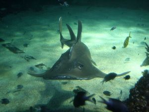 Co za mina... - Sydney Aquarium