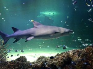 podwodny tunel - Sydney Aquarium