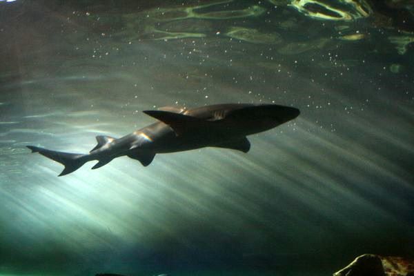 podwodny tunel - Sydney Aquarium