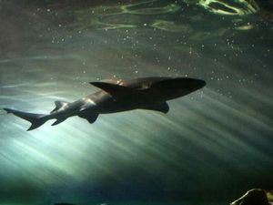 podwodny tunel - Sydney Aquarium
