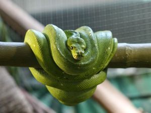Taronga Zoo