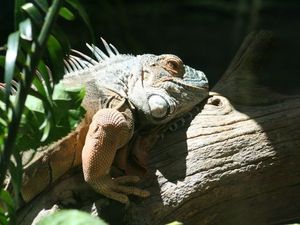 Taronga Zoo