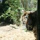 bliskie spotkania w Taronga Zoo