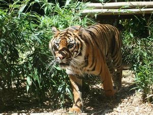 Taronga Zoo