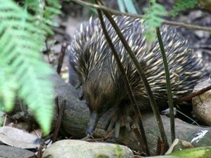 Kolczatka - Taronga Zoo