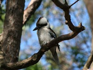 Taronga Zoo