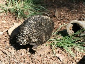 Kolczatka - Taronga Zoo