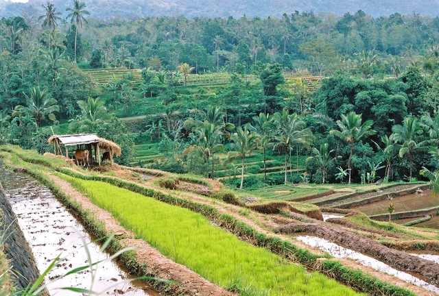 Bali, tarasy ryżowe