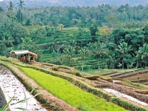 Bali, tarasy ryżowe