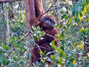 Orangutan, południowe Borneo.