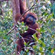 Orangutan, południowe Borneo.