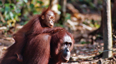 Samica orangutana z dzieckiem, Borneo
