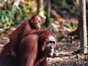 Samica orangutana z dzieckiem, Borneo