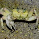Krab co zabłądził
