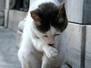 Stambul kot