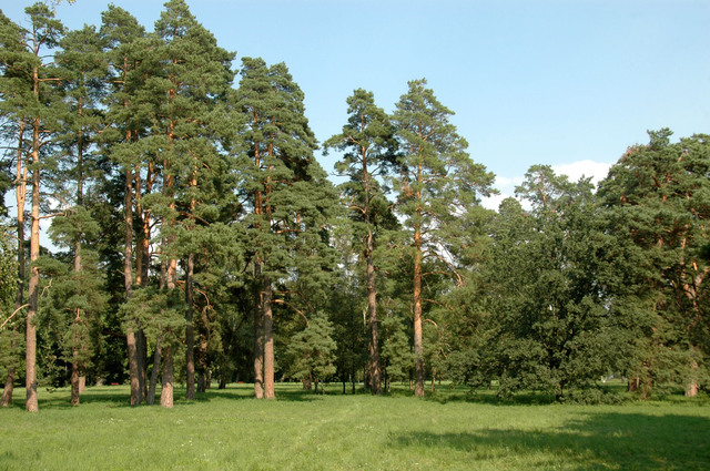 Dsc 5727 park Aleksandria 