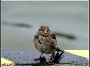 Wróbelek 1