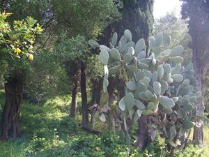 Mieszanka: Drzewa cytrynowe, oliwne i kaktusy :)