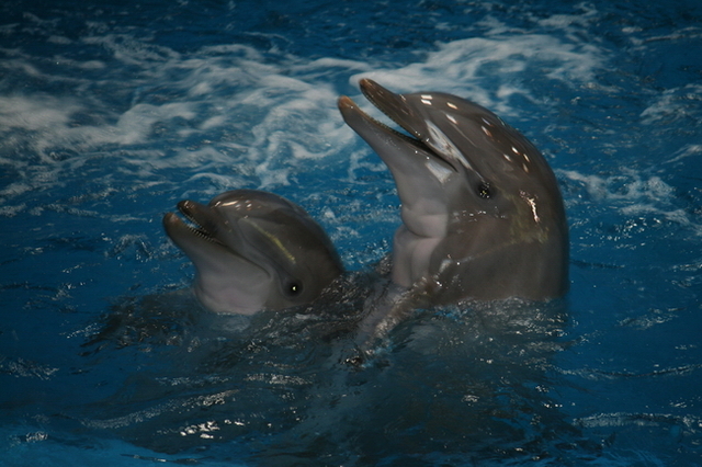 Barcelona delfiny