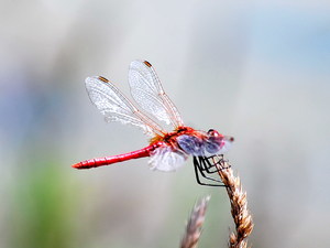 Ważka