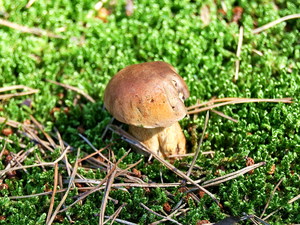 Grzybek