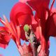 Zielony robaczek na czerwonym kwiatku
