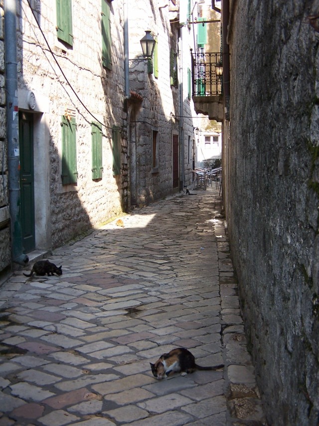 Kotorskie koty