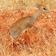 Dik-dik Kirk'a