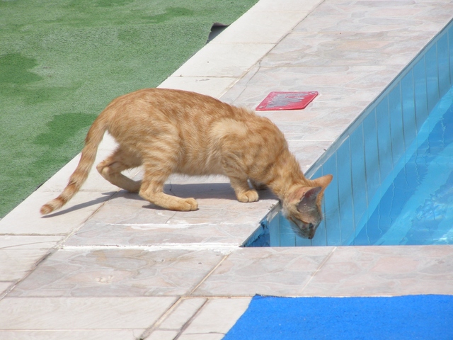 wyspa Kos- kot przy hotelowym basenie