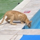 wyspa Kos- kot przy hotelowym basenie