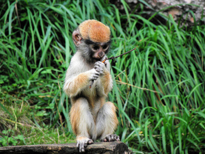 ZOO Oliwa