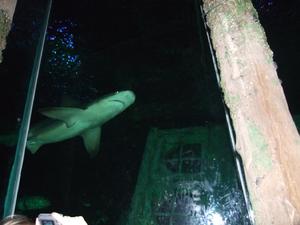 Oceanarium z rekinami :)