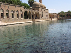 urfa - karpie